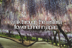 walk through the wisteria flower tunnel in Japan